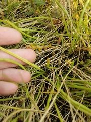 Plantago maritima juncoides