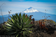 Agave horrida horrida