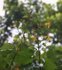 Erinocarpus nimmonii