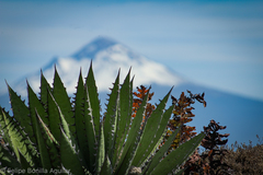 Agave horrida horrida