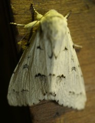 Acronicta vulpina