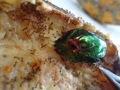 Lagochile emarginata