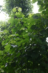 Erinocarpus nimmonii