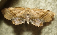 Cepphis armataria