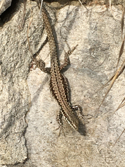 Podarcis muralis