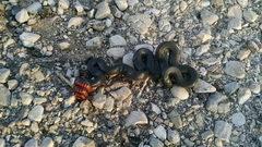 Diadophis punctatus regalis