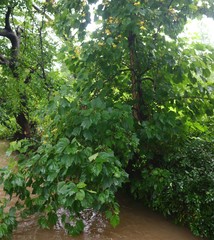 Erinocarpus nimmonii