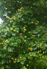 Erinocarpus nimmonii