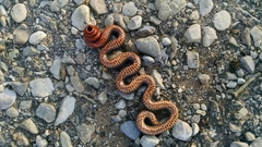 Diadophis punctatus regalis