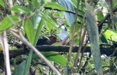 Acropternis orthonyx