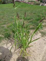 Echinochloa esculenta