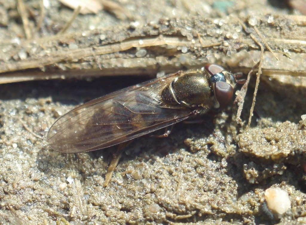 Xanthandrus comtus from Темвод, Миколаїв, Миколаївська область, Украина