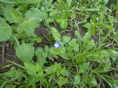 Veronica persica