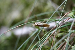 Ypsolopha parenthesella