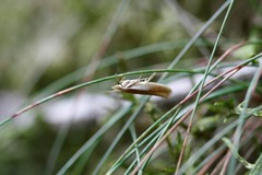 Ypsolopha parenthesella
