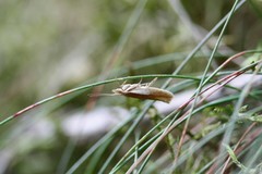 Ypsolopha parenthesella