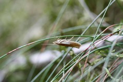 Ypsolopha parenthesella