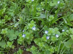 Veronica persica