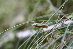 Ypsolopha parenthesella