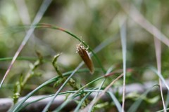 Ypsolopha parenthesella