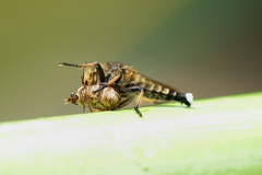 Promachus yesonicus