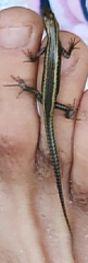 Cryptoblepharus africanus
