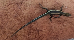 Cryptoblepharus africanus