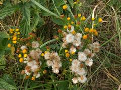 Jacobaea vulgaris dunensis
