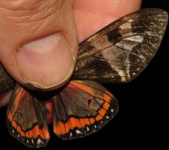 Dysschema magdala