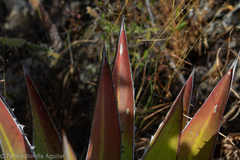 Agave convallis