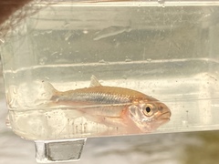 Notropis percobromus