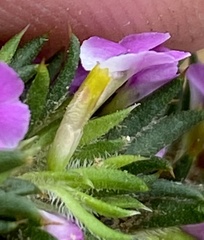 Muraltia muirii