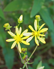 Silphium asteriscus