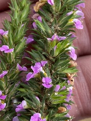 Muraltia muirii