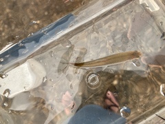 Notropis percobromus