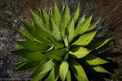 Agave convallis