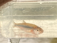 Notropis percobromus