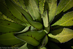Agave convallis