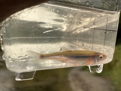 Notropis percobromus