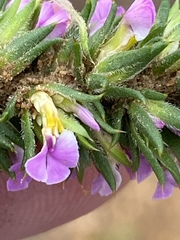 Muraltia muirii