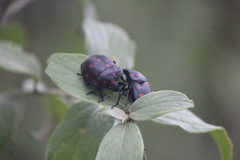 Pachycoris klugii