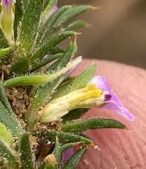 Muraltia muirii
