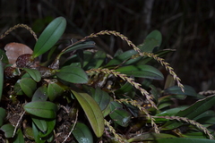 Bulbophyllum
