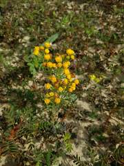 Jacobaea vulgaris dunensis