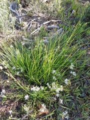Trachyandra chlamydophylla