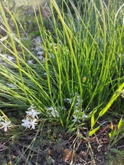 Trachyandra chlamydophylla