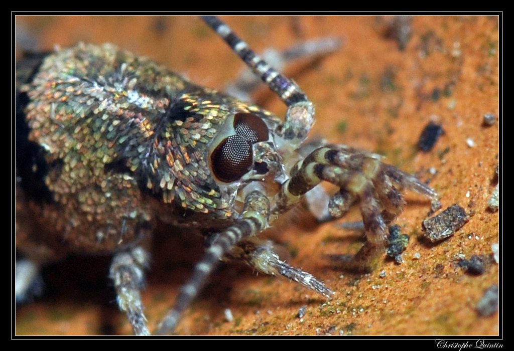 Jumping Bristletails