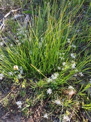 Trachyandra chlamydophylla