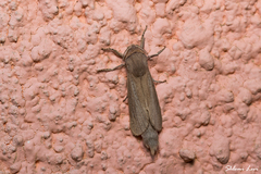 Phragmataecia castaneae