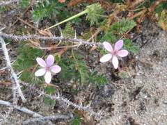 Erodium cicutarium dunense